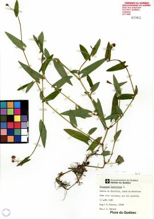 Renouée sagittée - plante témoin