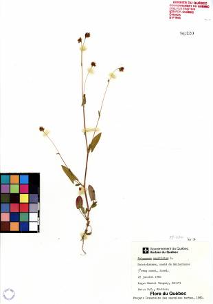 Renouée sagittée - plante adulte