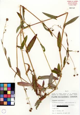 Renouée sagittée - plante adulte
