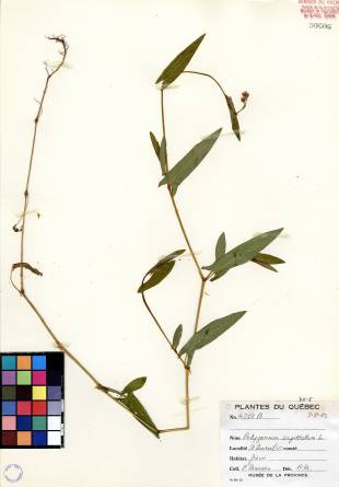 Renouée sagittée - plante adulte