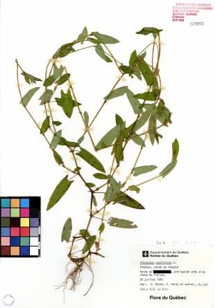 Renouée sagittée - plante adulte