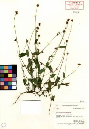 Renouée sagittée - plante adulte