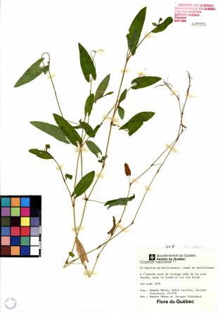 Renouée sagittée - plante adulte