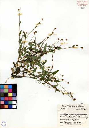 Renouée sagittée - plante adulte
