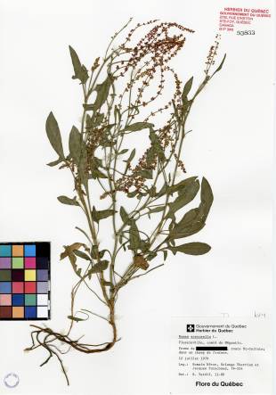 Petite oseille - plante témoin