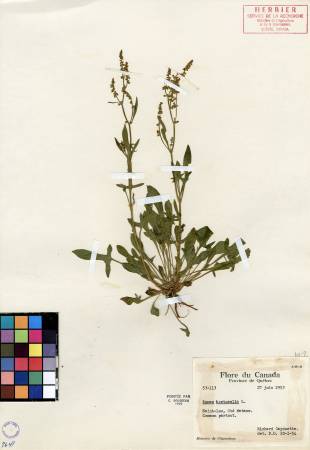 Petite oseille - plante adulte