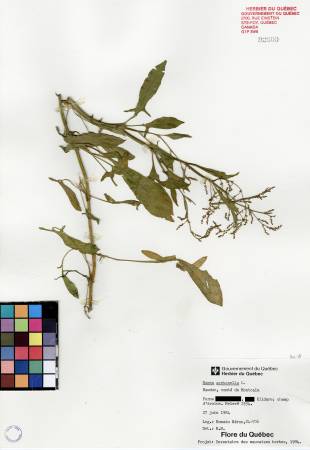 Petite oseille - plante adulte