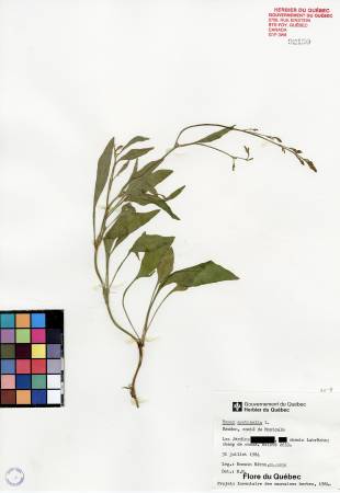 Petite oseille - plante adulte