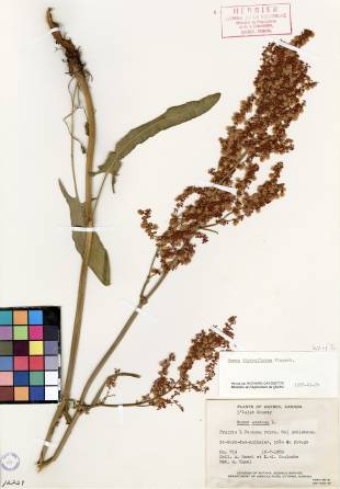 Oseille thyrsiflore - plante témoin