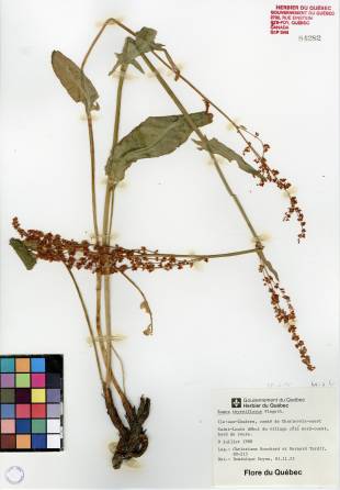 Oseille thyrsiflore - plante adulte