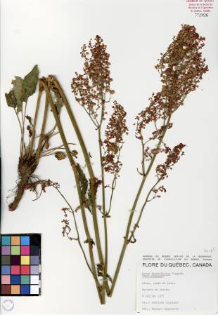 Oseille thyrsiflore - plante adulte