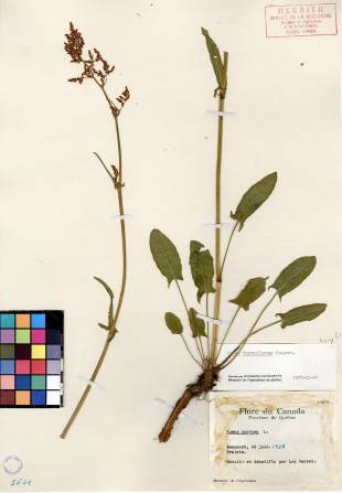 Oseille thyrsiflore - plante adulte