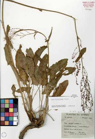 Oseille thyrsiflore - plante adulte