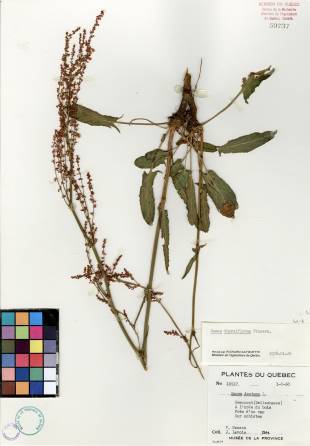 Oseille thyrsiflore - plante adulte