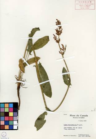 Oseille thyrsiflore - plante adulte