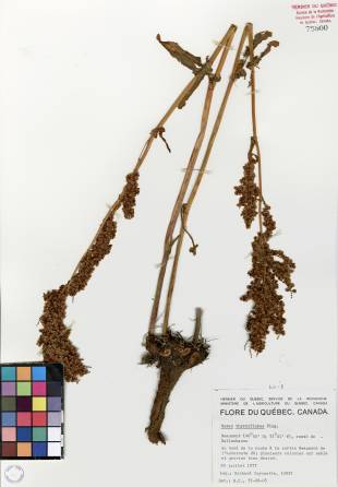 Oseille thyrsiflore - plante adulte