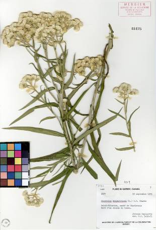 Immortelle blanche - plante adulte
