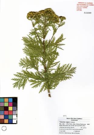 Tanaisie vulgaire - plante adulte