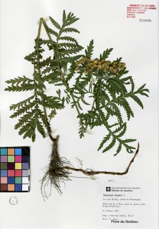 Tanaisie vulgaire - plante adulte
