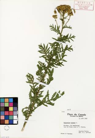 Tanaisie vulgaire - plante adulte