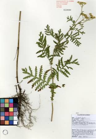 Tanaisie vulgaire - plante adulte