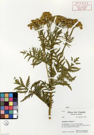 Tanaisie vulgaire - plante adulte