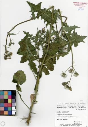 Laiteron potager - plante adulte