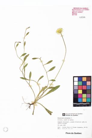 Épervière piloselle - plante adulte