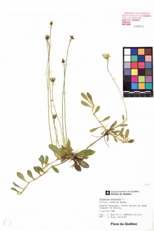 Épervière piloselle - plante adulte