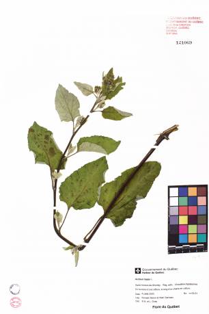Grande bardane - plante adulte