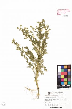 Matricaire odorante - plante témoin