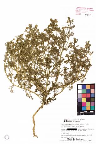 Matricaire odorante - plante adulte