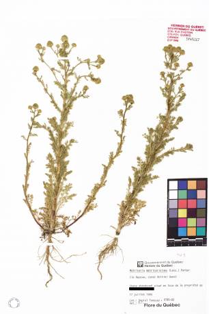 Matricaire odorante - plante adulte