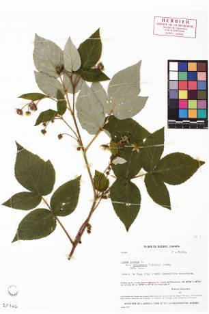 Framboisier sauvage - plante témoin