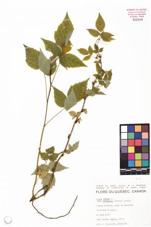 Framboisier sauvage - plante adulte