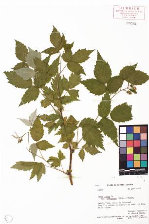 Framboisier sauvage - plante adulte