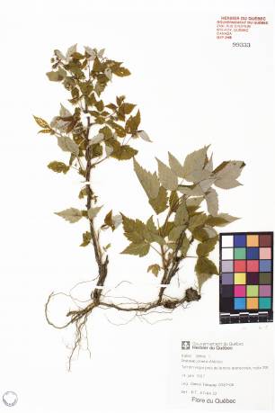 Framboisier sauvage - plante adulte