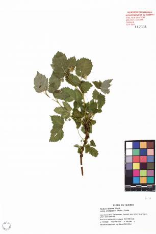 Framboisier sauvage - plante adulte