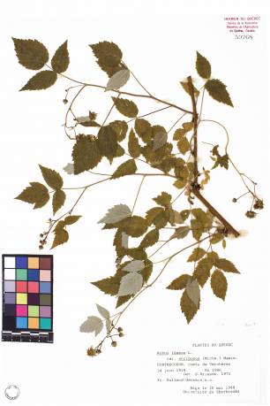 Framboisier sauvage - plante adulte