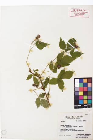 Framboisier sauvage - plante adulte