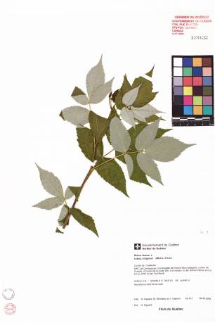 Framboisier sauvage - plante adulte