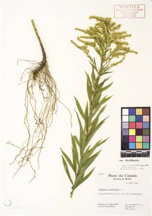Verge d'or du Canada - plante adulte