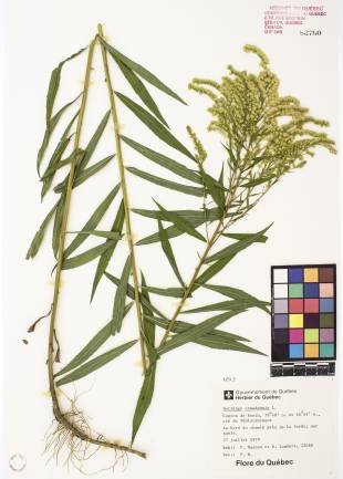 Verge d'or du Canada - plante adulte
