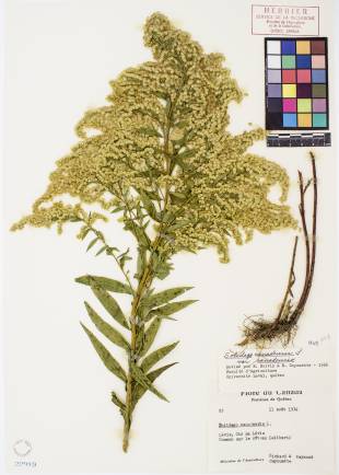 Verge d'or du Canada - plante adulte