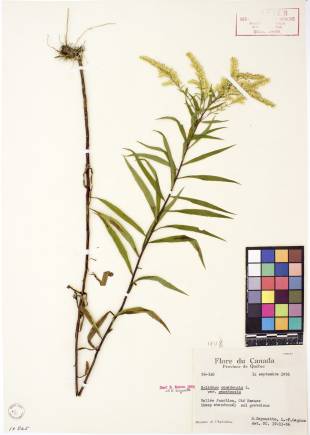 Verge d'or du Canada - plante adulte