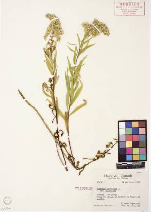 Verge d'or du Canada - plante adulte