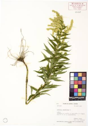 Verge d'or du Canada - plante adulte