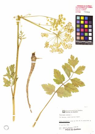 Panais sauvage - plante adulte