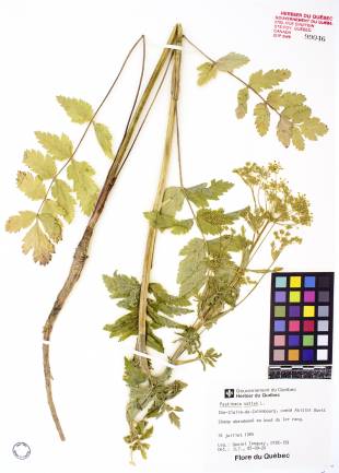 Panais sauvage - plante adulte