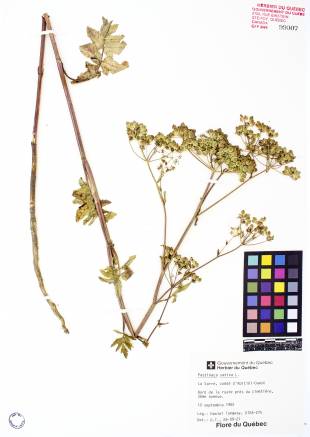 Panais sauvage - plante adulte